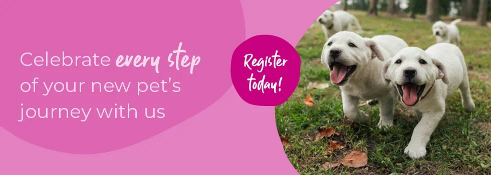 Start of Life for Your Puppy or Kitten