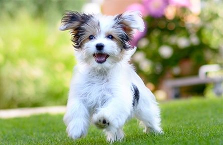 Pet shots shop near me today