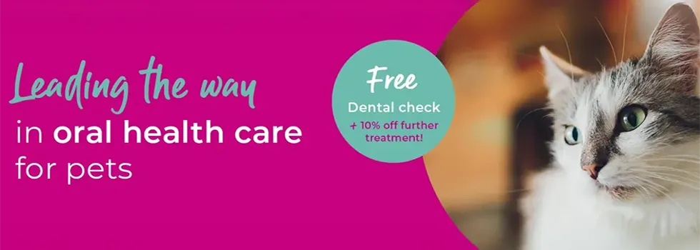 Pet Dental Care | Cat & Dog dental care | Peak Vets 