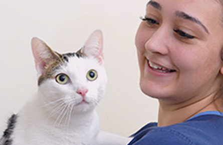 What is a cat friendly clinic