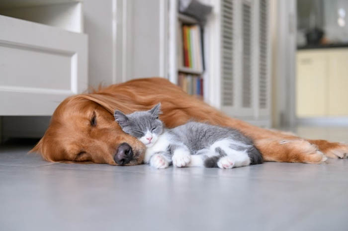 Cat and dog pet health plans available at Peak Vets