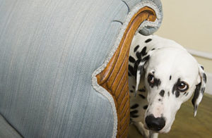 Dogs with anxiety - dalmation