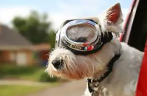 White dog in aviatror goggles