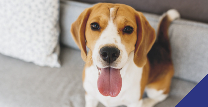 Separation from your pet - dog on sofa