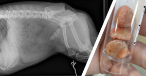 Dollie bladder stones