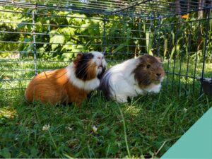 Rabbit hutches in the summer -heat awareness
