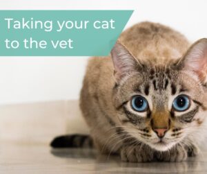 Taking your cta to the vet banner