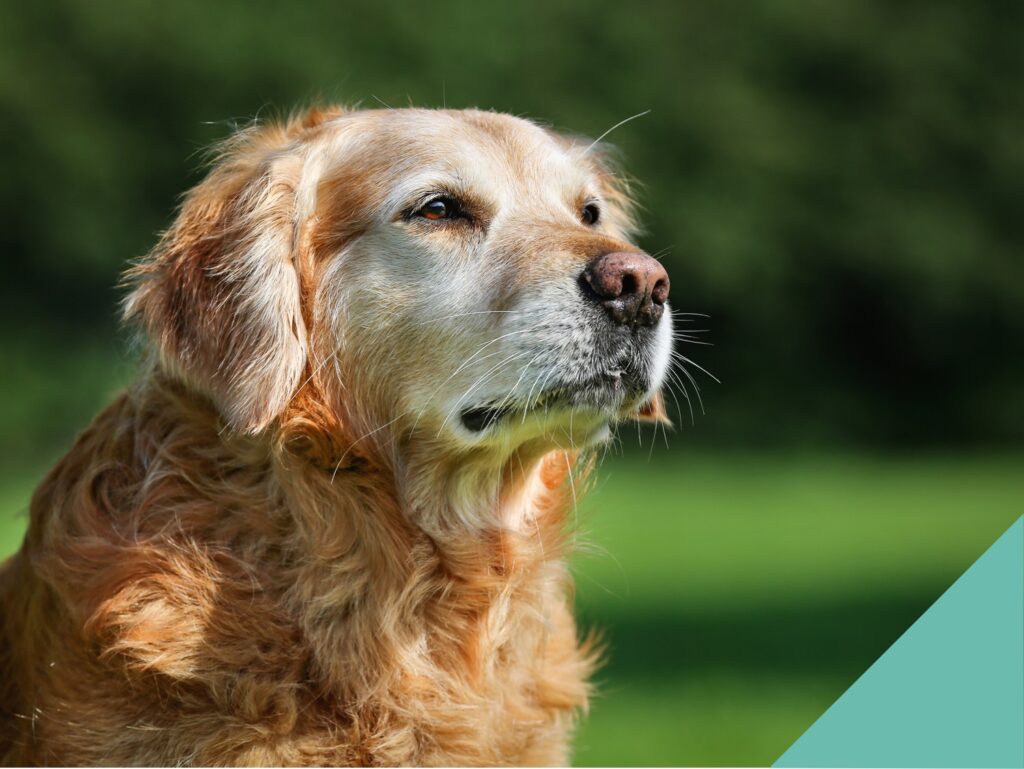 Senior pet focus - senior brown dog
