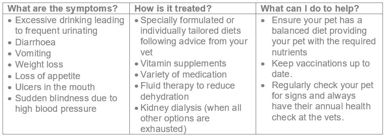 Kidney disease symptoms infographic