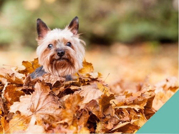 Keeping pets safe this autumn - dog inautumn leaves pile
