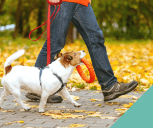 Walking your dog in autmn - white dog with red ring in mouth