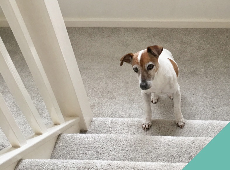 Oestioarthritis in dogs - puppy on the bottom step