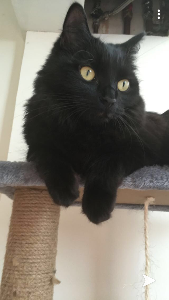 Bubble trouble - on scratching post
