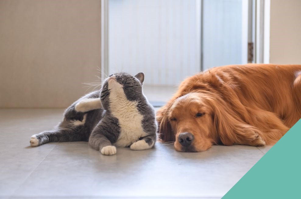 Pet skin conditions - grey cat scratching, brown dog asleep