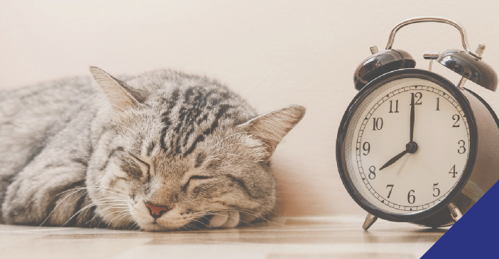 May and Spring bank holiday hours - cat napping by clock