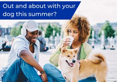 Keeping your dog safe whilst out and about this summer