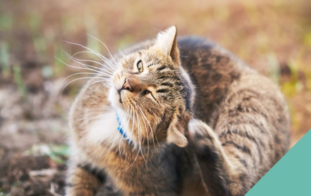 Ear mites in cats - tabby cat scratching