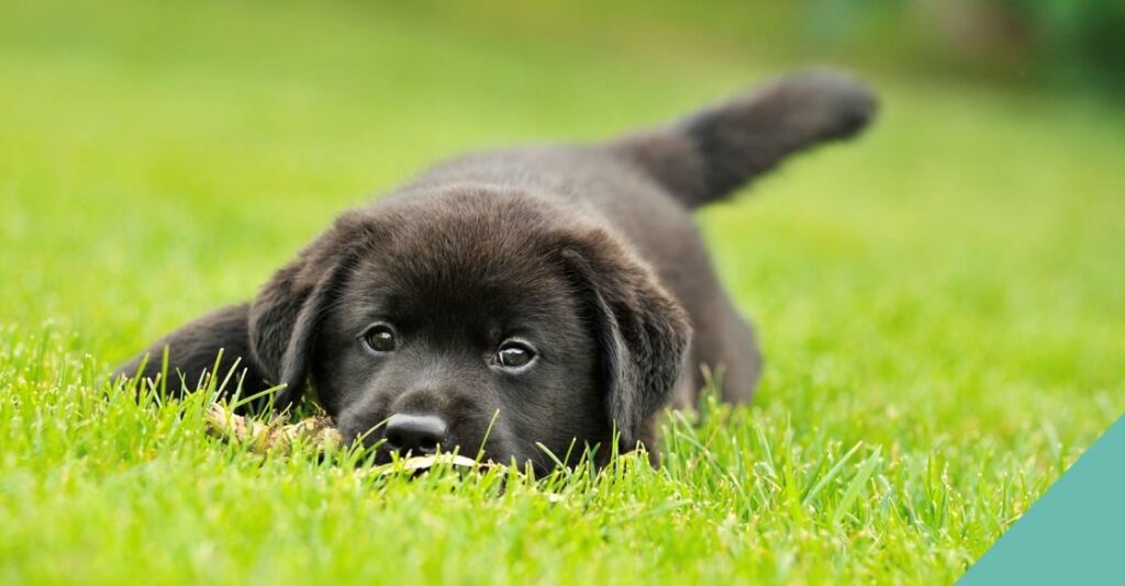 Grass seeds - black puppy in freshly cut grass