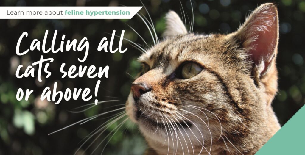 Calling all cats seven and above banner