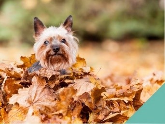 Leaves - dog in autmn leaves
