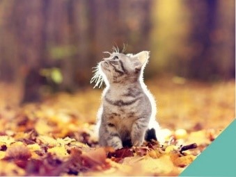 Anti-freeze - kitten in autumn