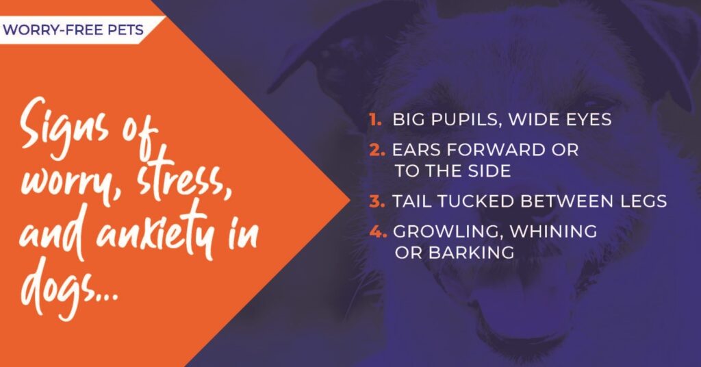 Signs of worry, stress and anxiety in dogs