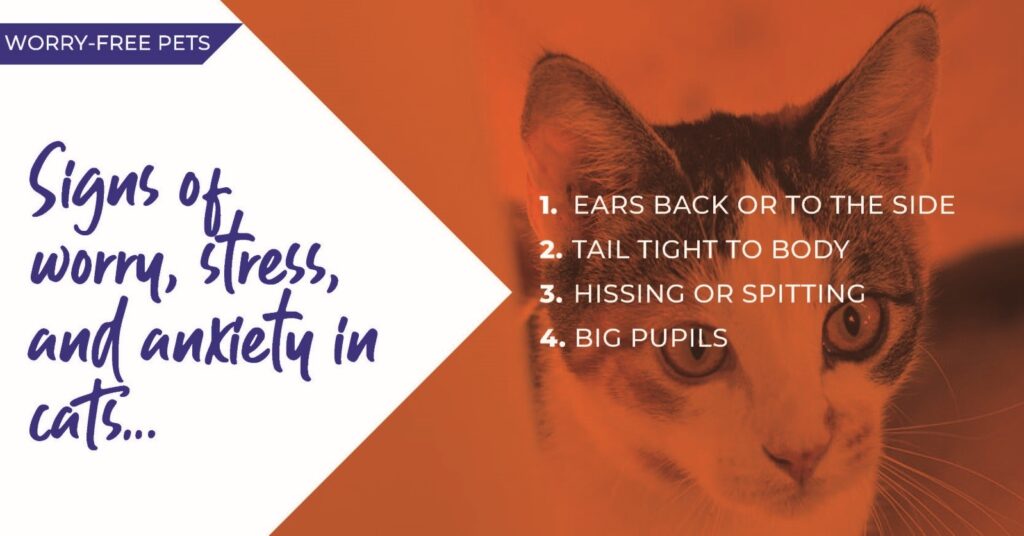 Signs of worry stress and anxiety in cats