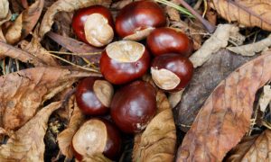 A pile of conkers