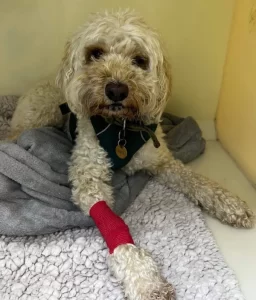 dogs foot swollen due to grass seeds - peak vets in sheffield