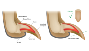 An infographic showing the correct way to trim a puppy's paw