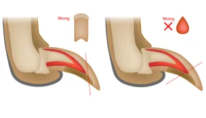 An infographic showing the incorrect way to trim a puppy's paw
