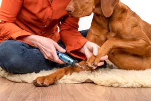 A puppy having its paws trimmed