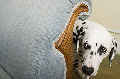 Help with animal anxiety for Halloween and Bonfire Night