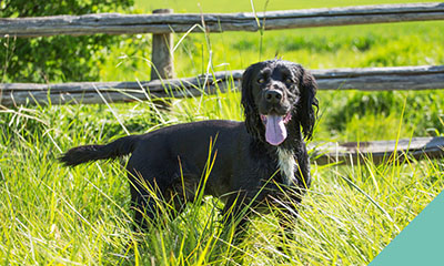 How to tackle ticks – during the warmer months