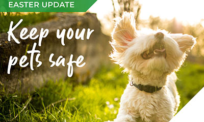 The weekend of chocolate & treats – keeping our pets safe