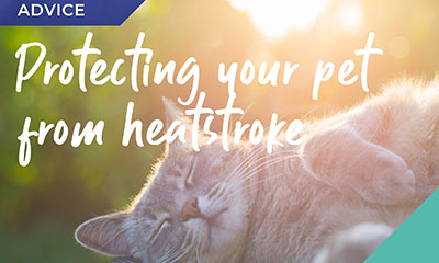 Protecting Pets from the Sun