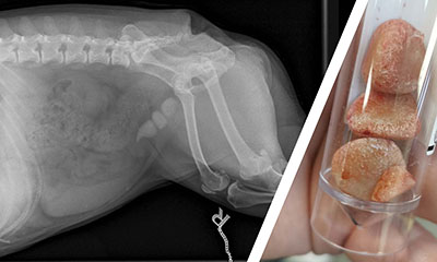 Dollie a 7 year old French Bulldog- Bladder Stones Case