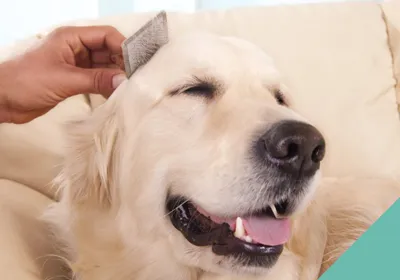 Advice on grooming your cat or dog at home