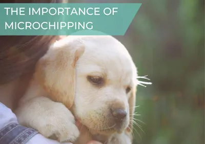 The importance of microchipping your pet