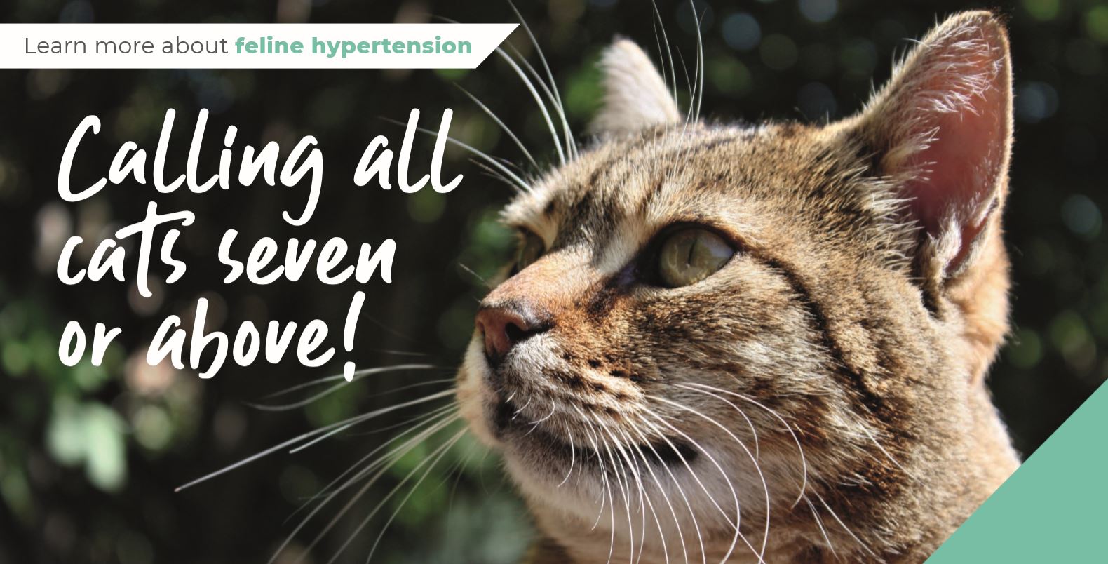 Calling all cats aged seven or over!