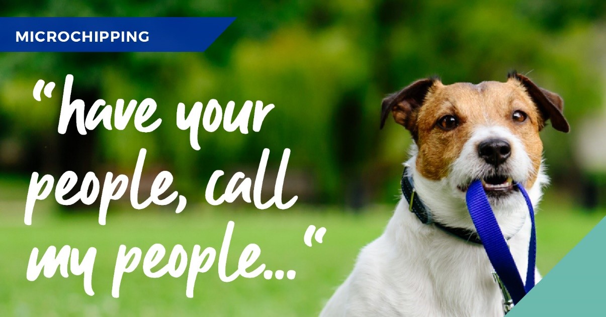 Importance of microchipping your pet