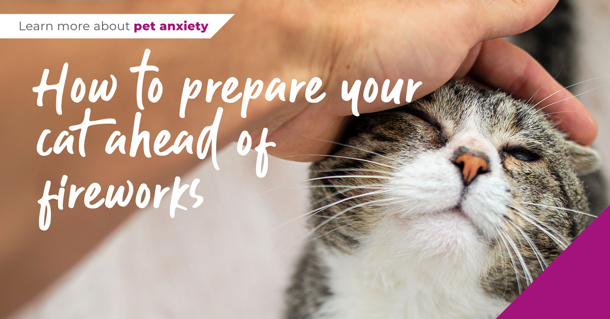 How to prepare your cat ahead of firework season