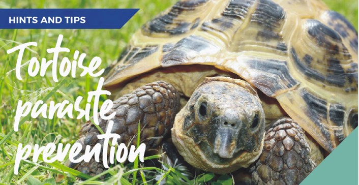 Tortoise Parasite Prevention