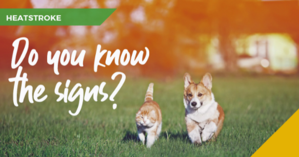 Protect your pet from the sun