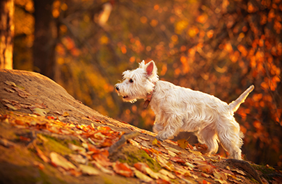 Are conkers poisonous to dogs?