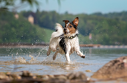 Saltwater poisoning in dogs: Symptoms to look out for