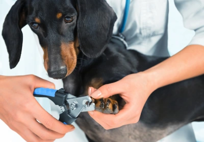 Tips for clipping your pet's claws