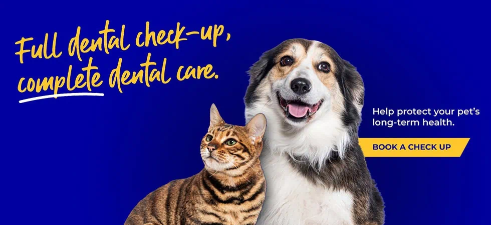 Vets in Sheffield | Vets Near Me | Peak Vets