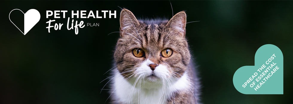 Cat Health for Life Plan | Pet Plan | Peak Vets