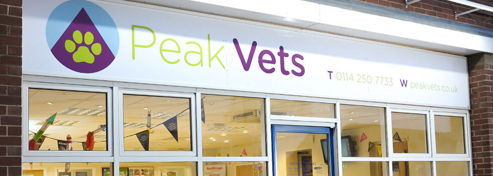 Out of Hours Vet Near Me | Late Evenings | Peak Vets 